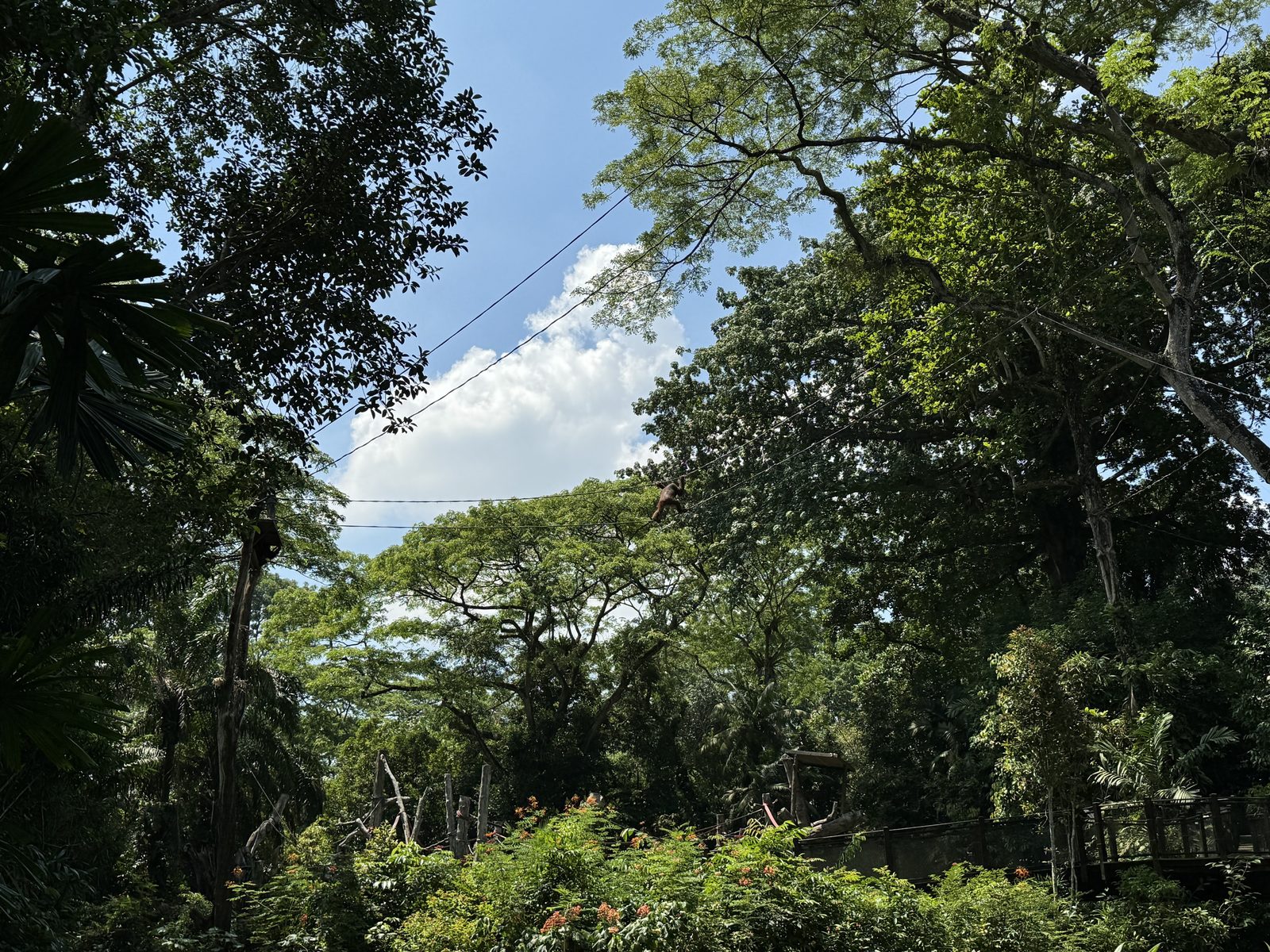 樹上のワイヤーを渡るフリーレンジのオランウータン