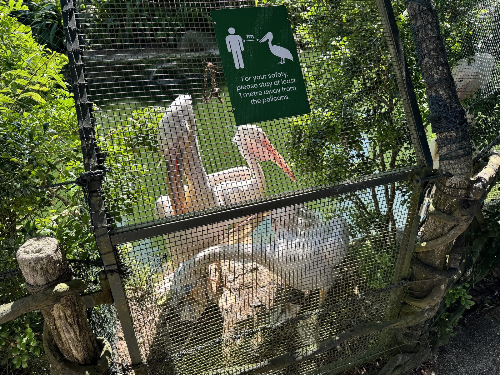 柵越しに間近で見られるペリカン