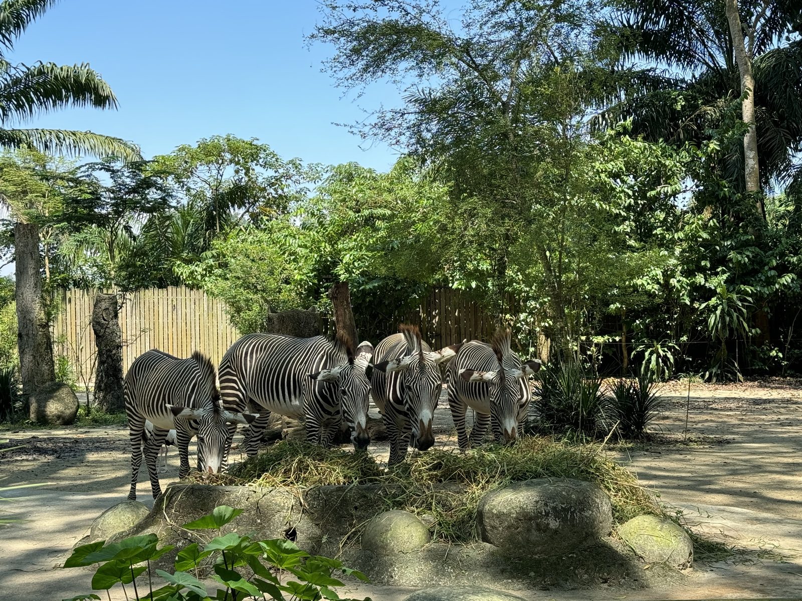 Wild Africaで草を食べるシマウマの群れ