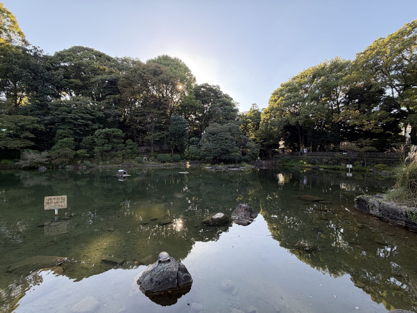 池の岩の上で甲羅干しをするカメと、水面に映る木々