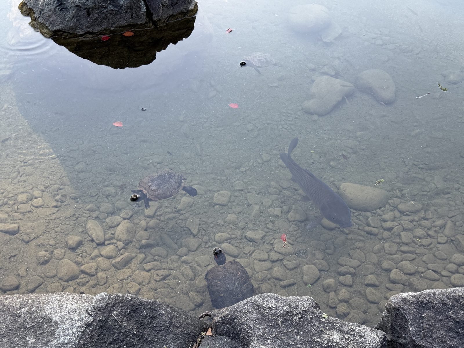 澄んだ池の中を泳ぐカメとコイ